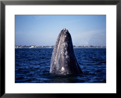 Grey Whale, Spyhopping, Baja Calif by Gerard Soury Pricing Limited Edition Print image