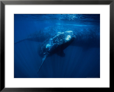 Southern Right Whale, Juvenile & Mother, Valdes Pen by Gerard Soury Pricing Limited Edition Print image