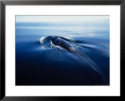 Fin Whale, Surfacing, Sea Of Cortez by Gerard Soury Pricing Limited Edition Print image