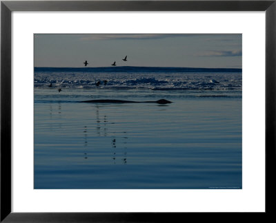 Bowhead Whale, Next To Ice Floe, Canada by Gerard Soury Pricing Limited Edition Print image