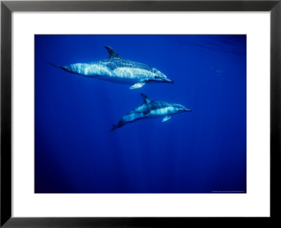 Short-Beaked Common Dolphin, Azores, Portugal by Gerard Soury Pricing Limited Edition Print image