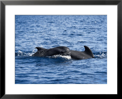 Short-Finned Pilot Whale, Mother And Calf by Gerard Soury Pricing Limited Edition Print image