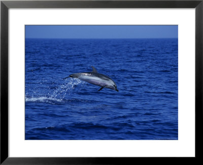 Striped Dolphin, Leaping, Mediterranean by Gerard Soury Pricing Limited Edition Print image