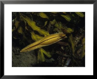 Rat Fish, Egg In Kelp, Bc, Canada by Gerard Soury Pricing Limited Edition Print image