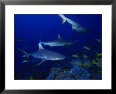 Dagsit Sharks, Swimming, Polynesia by Gerard Soury Pricing Limited Edition Print image