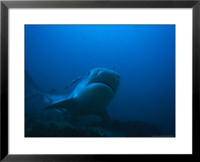 Tiger Shark, With Remora, South Africa by Gerard Soury Pricing Limited Edition Print image
