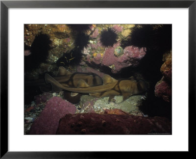 Port Jackson Sharks, Nsw, Australia by Gerard Soury Pricing Limited Edition Print image