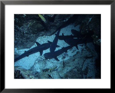 Whitetip Reef Sharks, Group, Costa Rica by Gerard Soury Pricing Limited Edition Print image