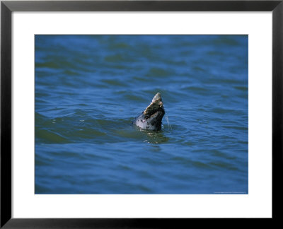 Harbour Seal, Eating A Flounder, France by Gerard Soury Pricing Limited Edition Print image
