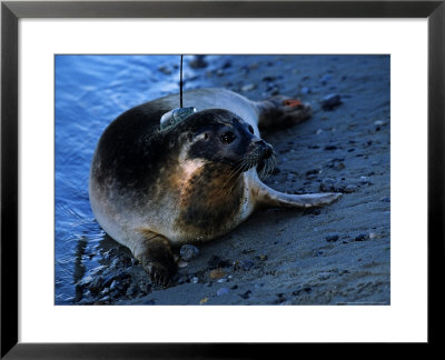 Harbour Seal, First Release Of A Seal Wearing An Argos Satellite Transmitter, Baie De Somme, France by Gerard Soury Pricing Limited Edition Print image