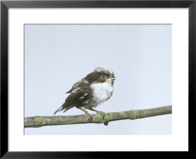 Long-Tailed Tit, Young by Les Stocker Pricing Limited Edition Print image