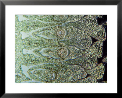 Japanese Arrowhead, Developing Embryos by Harold Taylor Pricing Limited Edition Print image