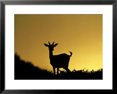 Fallow Deer, Silhouetted At Dusk, New Forest by David Tipling Pricing Limited Edition Print image