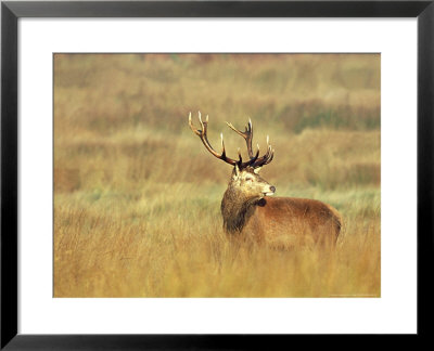 Red Deer, Stag During Rut, Scotland by David Tipling Pricing Limited Edition Print image