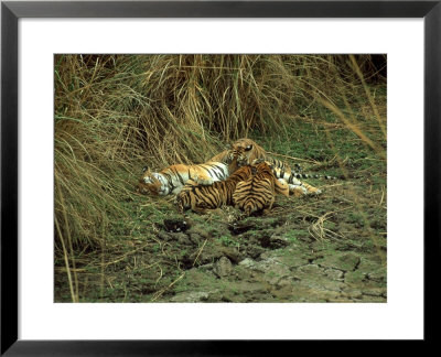 Tiger, Suckling Three Cubs, India by Satyendra K. Tiwari Pricing Limited Edition Print image