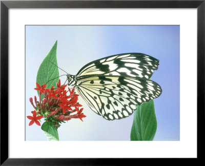 White Tree Nymph, Idea Leuconoe by Tony Tilford Pricing Limited Edition Print image