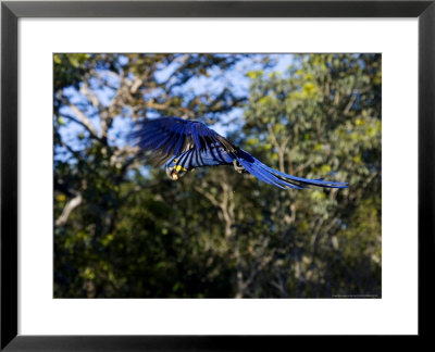 Hyacinth Macaw, Parrot In Flight, Brazil by Roy Toft Pricing Limited Edition Print image