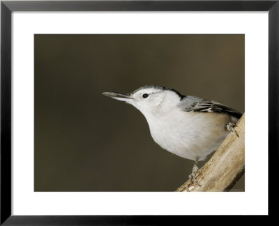 White-Breasted Nuthatch, Quebec, Canada by Robert Servranckx Pricing Limited Edition Print image