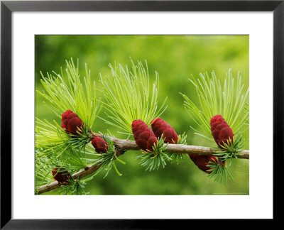 Tamarack Cones, Ile Bizard, Canada by Robert Servranckx Pricing Limited Edition Print image