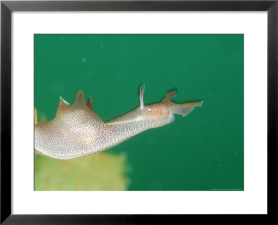 Sea Hare, Falmouth Bay, Cornwall by Mark Webster Pricing Limited Edition Print image