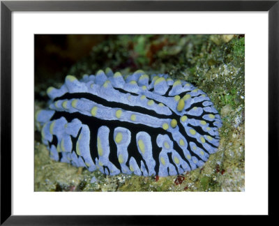 Striped Nudibranch, Fury Shoal, Egypt by Mark Webster Pricing Limited Edition Print image