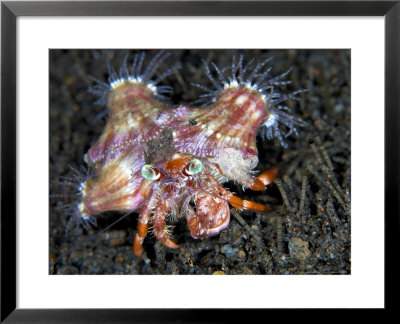 Hermit Crab, Komodo, Indonesia by Mark Webster Pricing Limited Edition Print image