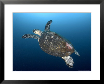 Hawksbill Turtle, Komodo, Indonesia by Mark Webster Pricing Limited Edition Print image