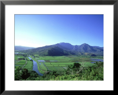 Poi Field, Hanalei, Hawaii by Scott Winer Pricing Limited Edition Print image