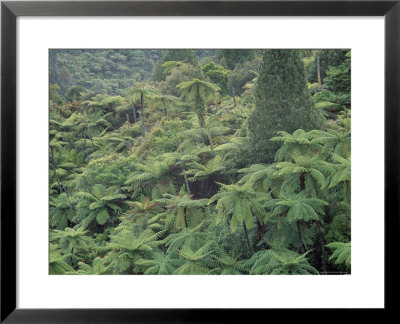 Punga, Tree Ferns, In The Bush, Wanganui District, Taranaki, North Island, New Zealand by Jeremy Bright Pricing Limited Edition Print image