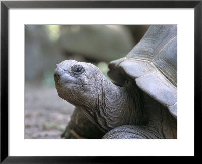 Tortoise, South Coast, Curieuse Island, Seychelles, Indian Ocean, Africa by Bruno Barbier Pricing Limited Edition Print image