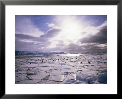 Pack Ice With Dominican Gulls, Antarctica, Polar Regions by Geoff Renner Pricing Limited Edition Print image