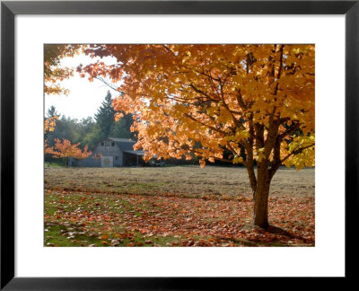 Maple Trees In Full Autumn Color And Barn In Background, Wax Orchard Road, Vashon Island, Usa by Aaron Mccoy Pricing Limited Edition Print image