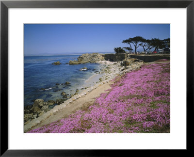 Carpet Of Mesembryanthemum Flowers, Pacific Grove, Monterey, California, Usa by Geoff Renner Pricing Limited Edition Print image