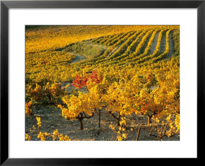 Dentelles De Montmirail, Provence, France by David Barnes Pricing Limited Edition Print image