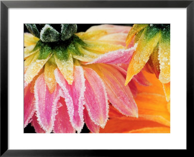 Frost On The Last Blooms Of Autumn, Sammamish, Washington, Usa by Darrell Gulin Pricing Limited Edition Print image
