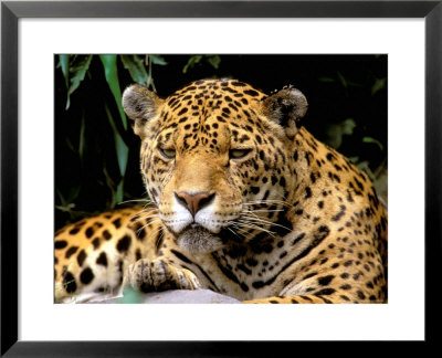 Jaguar, Amazon, Ecuador by Pete Oxford Pricing Limited Edition Print image