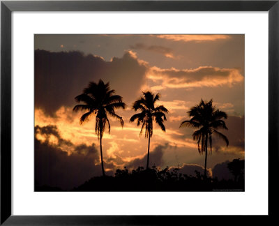 Sunset And Palm Trees, Tortuguero National Park, Costa Rica by Cindy Miller Hopkins Pricing Limited Edition Print image