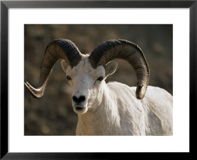 Male Dall Sheep (Ovis Dalli), Denali National Park, Alaska, United States Of America, North America by James Hager Pricing Limited Edition Print image