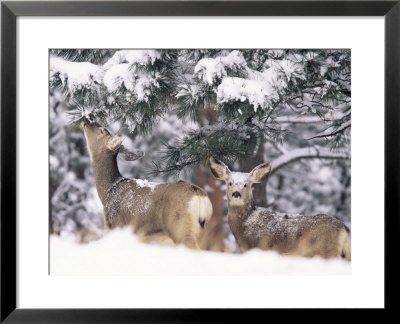 Mule Deer Mother And Fawn In Snow, Boulder, Colorado, United States Of America, North America by James Gritz Pricing Limited Edition Print image