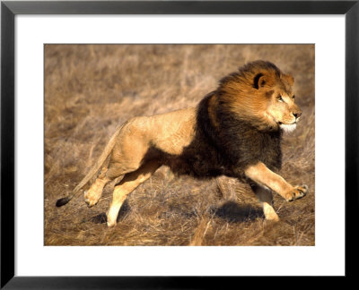 Male African Lion Running, Native To Africa by David Northcott Pricing Limited Edition Print image