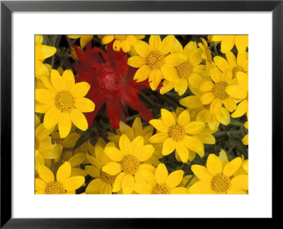 Paintbrush And Yellow Daisies, Box Canyon Creek, Cascades, Washington, Usa by Darrell Gulin Pricing Limited Edition Print image