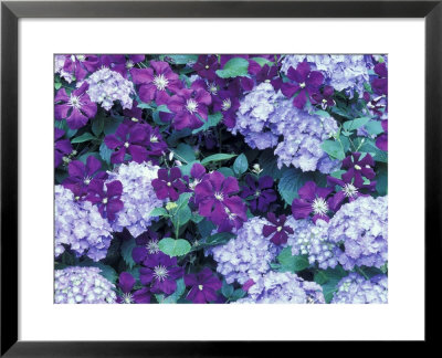 Hydrangea And Clematis, Issaquah, Washington, Usa, by Darrell Gulin Pricing Limited Edition Print image