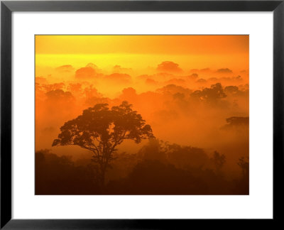Morning Mist Over The Tambopata Candamo National Park, Amazonas, Peru by Alfredo Maiquez Pricing Limited Edition Print image