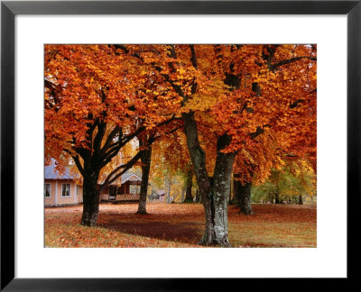 Beech Trees In Autumn At Medevi Brunn, Motala, Ostergotland, Sweden by Anders Blomqvist Pricing Limited Edition Print image