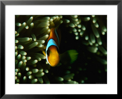 Clown Fish And Anemone In Red Sea, Saudi Arabia by Chris Mellor Pricing Limited Edition Print image