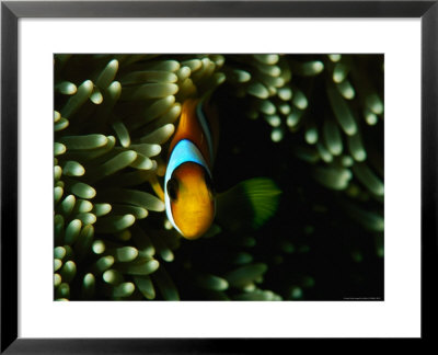 Clown Fish And Anemone In Red Sea, Saudi Arabia by Chris Mellor Pricing Limited Edition Print image