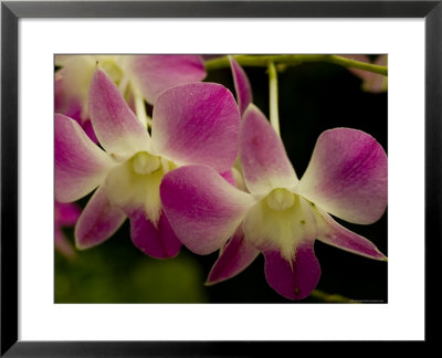Close View Of A Pink Orchid Flowers, Groton, Connecticut by Todd Gipstein Pricing Limited Edition Print image