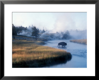 Bison Crosses The Firehole River Flowing Through Geyser Basins, Yellowstone by Michael S. Lewis Pricing Limited Edition Print image
