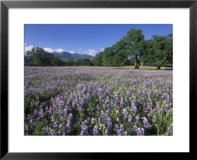 Fields Of Lupine And Owl Clover In The Valley Oak Trees Near Indians, California by Rich Reid Pricing Limited Edition Print image