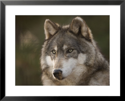 Gray Wolf At The Rolling Hills Wildlife Adventure by Joel Sartore Pricing Limited Edition Print image